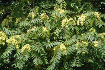 Hemelboom Ailanthus altissima Veel aangeplant in steden Tolerant voor luchtverontreiniging