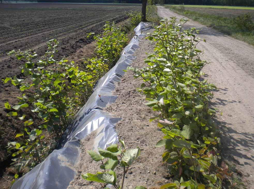 Duizendknoop - bestrijding Voorkomen verspreiding Transport van grond met wortelstokken