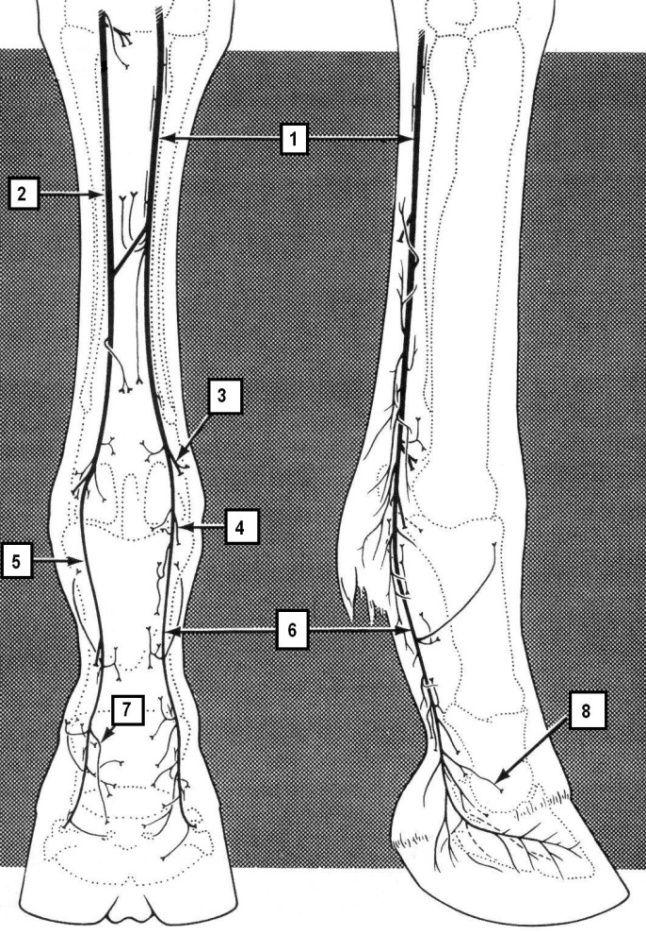 De voeding en innervatie van het straalbeen van het paard Bowker et al.