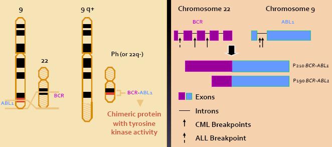 Philadelphia (Ph) chromosoom of BCR-ABL1 fusiegen CML is de eerste kanker waarbij