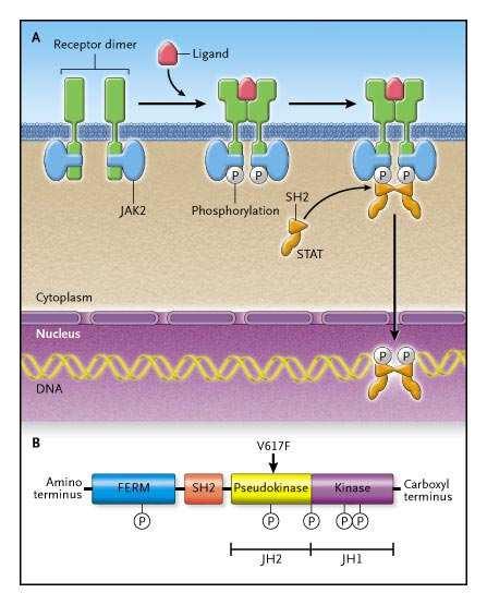 JAK2 V617F mutatie verworven puntmutatie chrom 9 exon 14; G naar T van codon 617 => Valine naar phenylalanine Involvement of Janus Kinases in Cytokine Signal Transduction (Panel A) and Structural Map