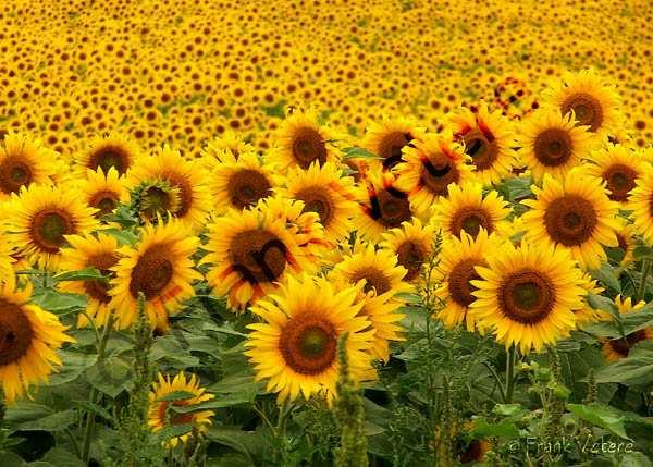 Probleem in zonnebloemen Valse meeldauw (Plasmopara halstedii) > oomyceet In Nederland, VS en o.a. Italie, Zwitserland Bodemgebonden ziekte Vochtige grond en koel Jonge wortels (tot 2.