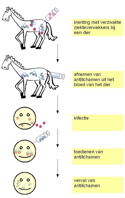 eigenlijk een maat voor de manier waarop de infectie op dat moment wordt aangepakt.