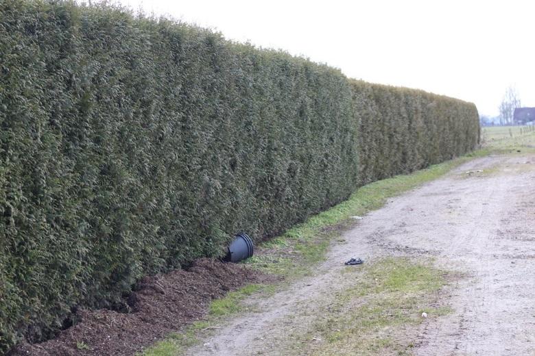 Grote ratelaars zijn dan ook te vinden in natte tot vochtige hooilanden, bermen, dijken, in de duinen en langs waterkanten. Grote ratelaar is in Nederland algemeen wijd verspreid.