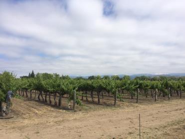 Geeft veel alcohol Zinfandel Heritage Station, Oakville (Joel Peterson): 18 ha diverse zin-klonen Mr.