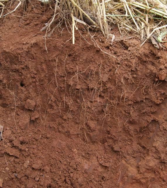 Foto: Wortelverspreiding met standaard water. Minder fyn wortels kan in die boonste gedeelte van die profiel opgemerk word.