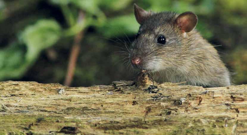 De bruine rat kan schade aanrichten: vraat aan (landbouw)gewassen, vervuiling van voedselvoorraden, knaagschade aan bv.