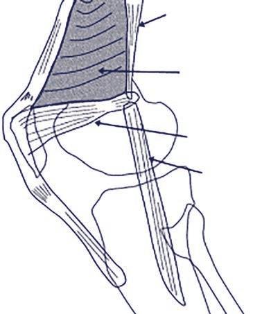 Anatomie De stabiliteit van het patellofemorale gewricht wordt in stand gehouden door benige, ligamenteuze en musculaire structuren.