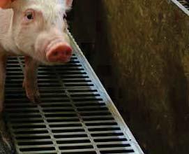 Pieter-Jan Delbeke, landbouwconsulent Boerenbond Deze positieve trend in de varkenshouderij vormde de rode draad d op het Interpigcongres 2016, dat dit jaar in Spanje plaatsvond.