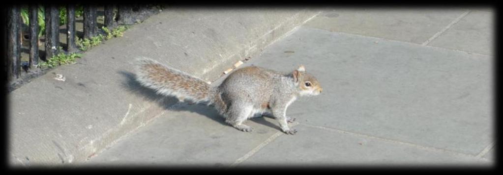 In het centrum, in en rond het park lopen eekhoorns bij de toeristen te bedelen achter nootjes en ander lekkers. Het was terug een toffe vakantie met Michel.