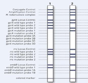 Mutaties geassocieerd met resistentie in MDR-TB isolaten van het ECDC0002 cluster HAIN MTBDRplus (RIF, INH)