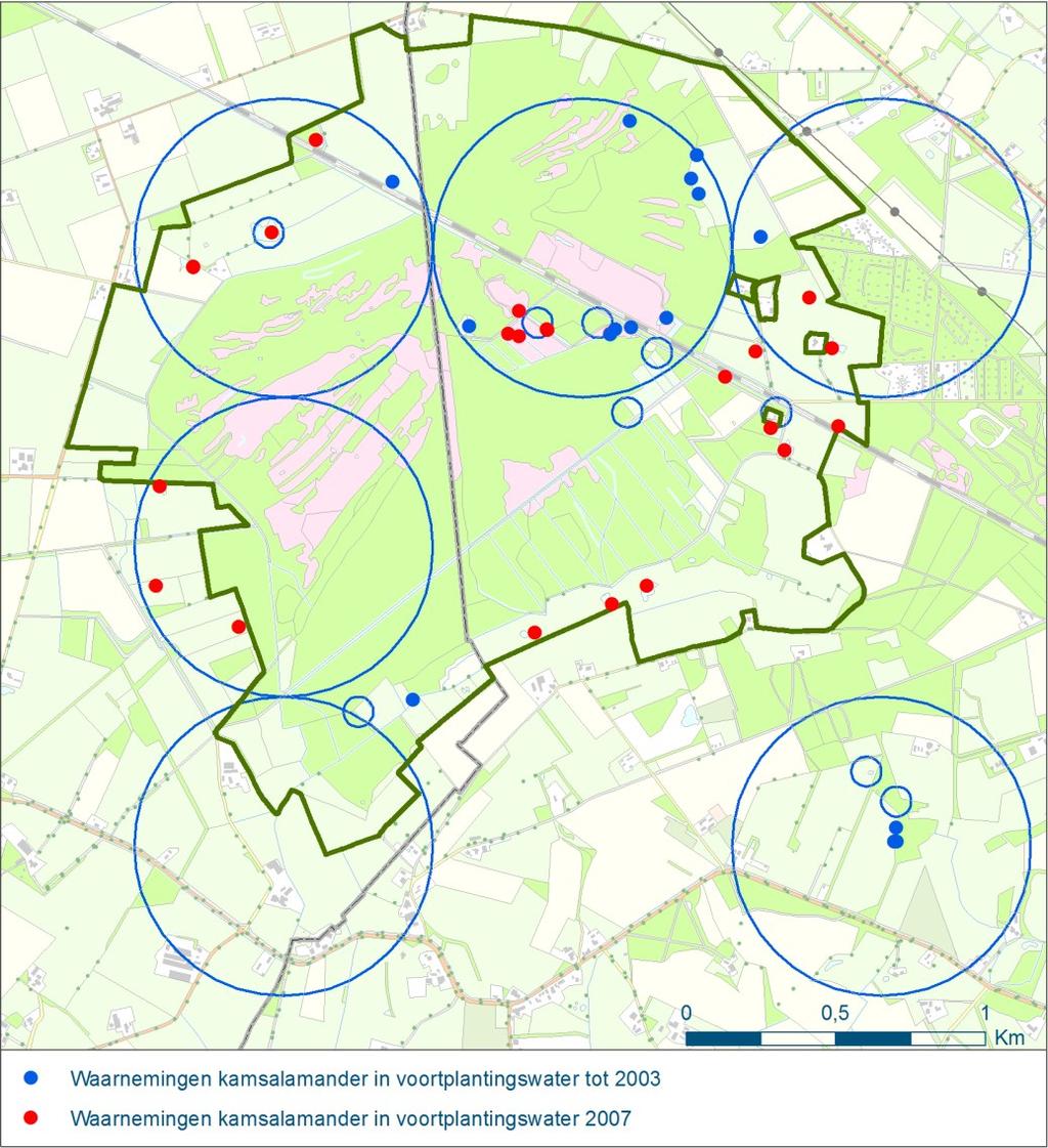 Figuur 4.2. Voortplantingswateren Kamsalamander in Korenburgerveen en directe omgeving. (Bronnen: Staring Advies; te Linde & van den Berg 2007).
