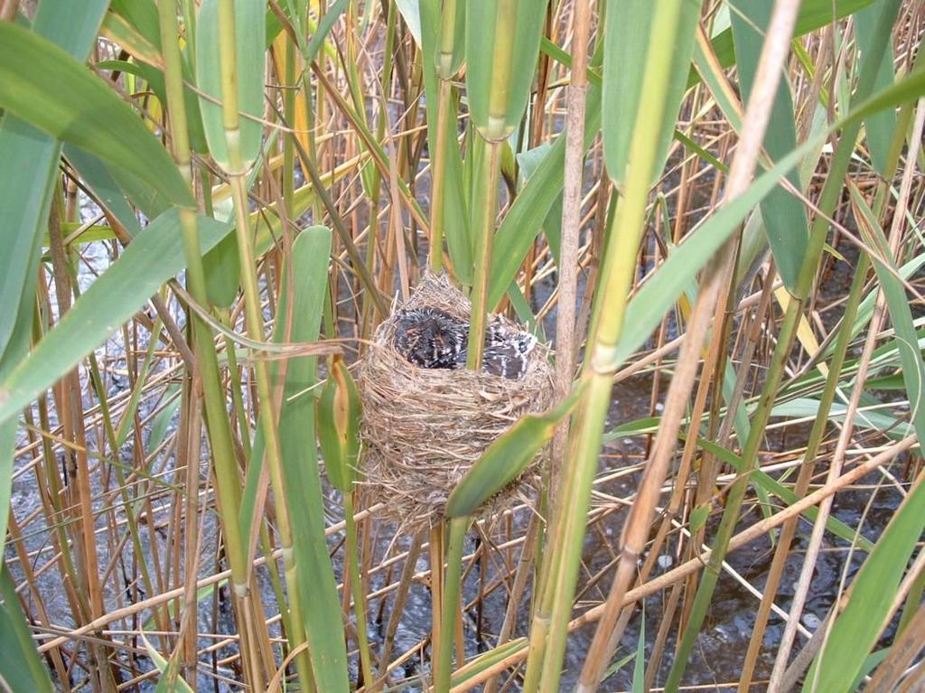 15 juli 2005. Aan de oever ten westen van de palenrij s middags een nest net 1 al vrij groot koekoeksjong geringd wat op 8 juli gevonden was.