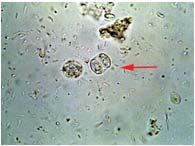 Embryonerende Toxocara-eitjes (hond en kat)