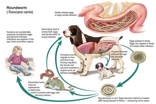 Toxoplasma seroprevalentie mens Ziektelast