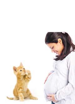 Laat de kattenbak voor de zekerheid dagelijks door iemand anders schoonmaken. Zwanger? Voorkom Toxoplasma infectie... Dank voor uw aandacht!