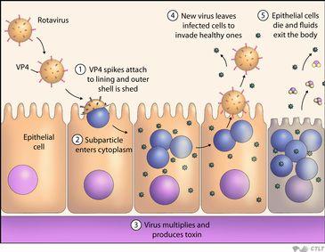 Pathogenese 3 Rotavirusinoculum: 10-100!