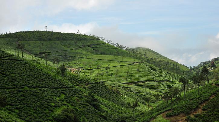 De tempel zindert van s morgens vroeg tot s avonds laat van de activiteit. Vanuit heel India komen de pelgrims om de heiligdommen te aanbidden.