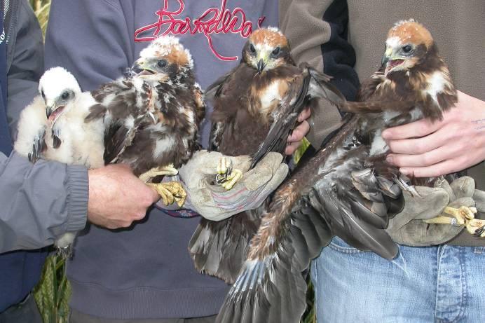 tenslotte was er één nest met twee jonge bruine kiekendieven. Het nestgemiddelde in 2008 bedroeg aldus 3,38 pulli (3.78 in 2007).