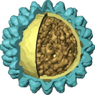 soorten Infecteren mens, dier (of beide), micro-organismen, plant (± 25 % van alle gekende virussen) een