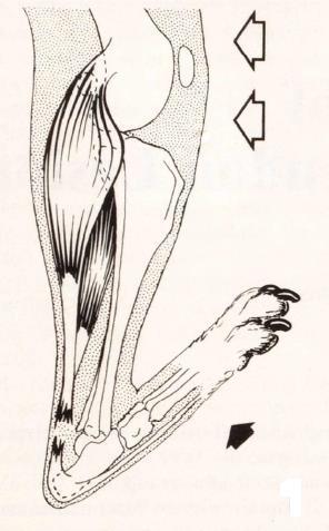 Fig. 4: Totale ruptuur van de achillespees. Bij het strekken van de knie (open pijlen) kan de tarsus volledig geplooid worden (volle pijlen), zonder een flexie van de tenen (Meutstege, 1993). 2.