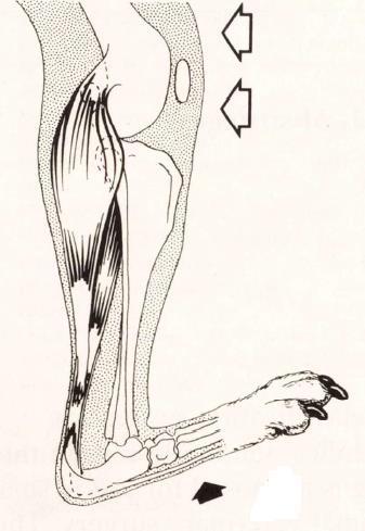Fig. 5: Een ruptuur in de overgang van pees naar spier.