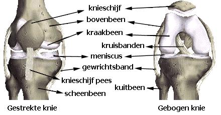 1. De anatomie van de knie. De knie is de schakel tussen het bovenbeen en het onderbeen en bestaat uit verschillende onderdelen zoals botten, gewrichtsbanden, de menisci, spieren en slijmbeurzen.