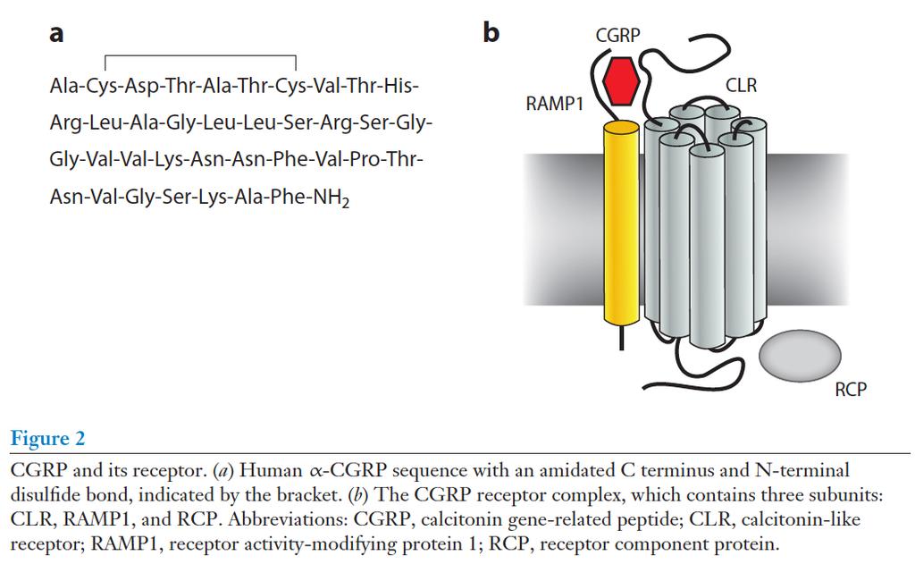 CGRP: oligopeptide en receptor Russo AF.