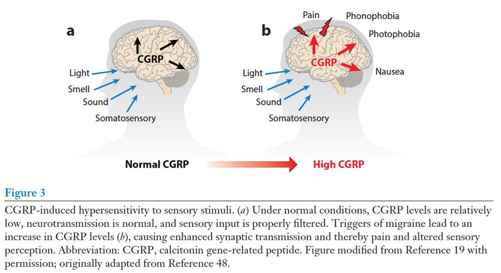 CGRP veroorzaakt overgevoeligheid voor sensorische stimuli bij migraine