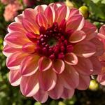 Een rijke bloeier. Dahlia Foxy Lady Nieuw! 90 cm, decoratieve dahlia.