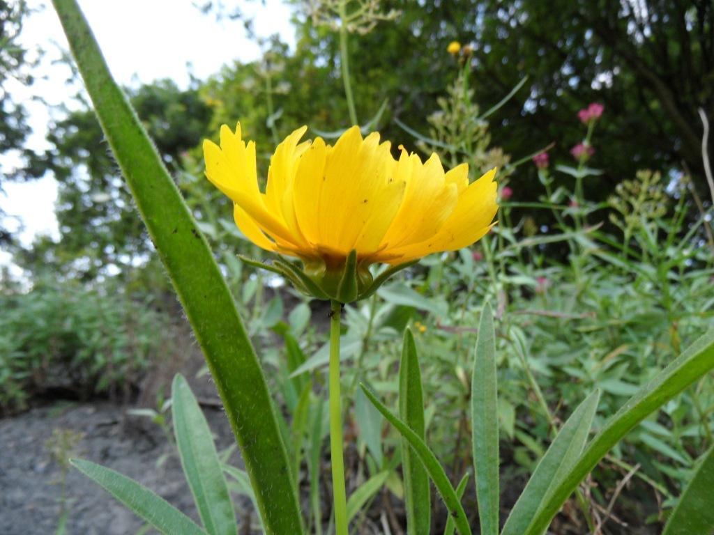 coreopsis