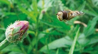 De voedselwens verandert gedurende de levenscyclus: veel volwassen insecten doen zich te goed aan nectar en stuifmeel, maar de larve heeft bladluizen nodig.