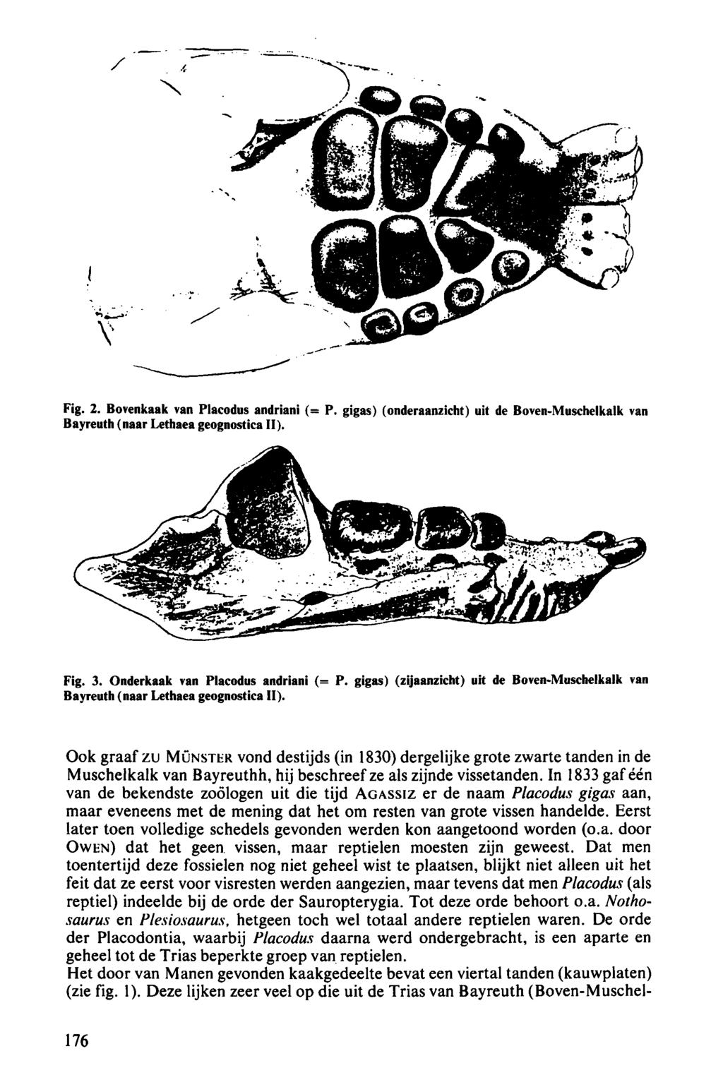 Fig. 2. Bovenkaak van Placodus andriani (= P. gigas) (onderaanzicht) uit de Boven-Muschelkalk van Bayreuth (naar Lethaea geognostica II). Fig. 3. Onderkaak van Placodus andriani (= P.