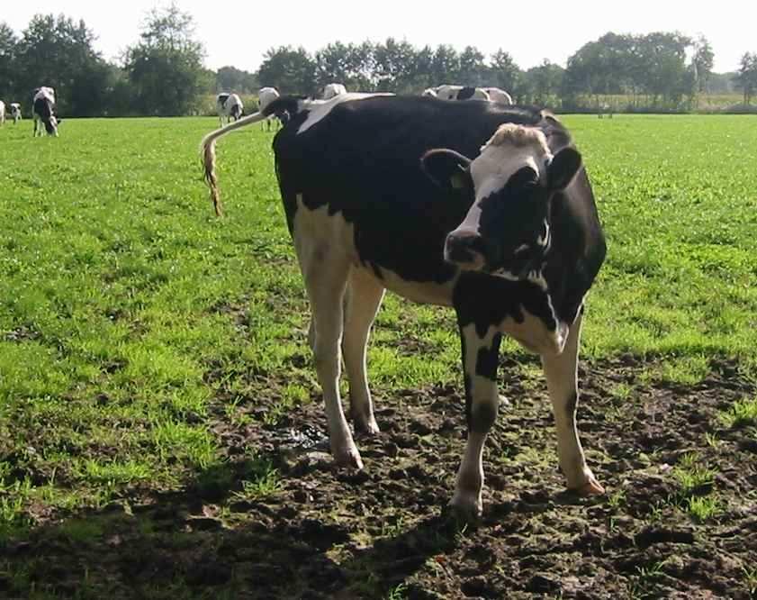 Planten groeien hoe kan dat?