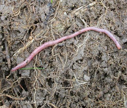 materiaal eten Deze wormen zorgen voor verkleining van plantenresten en helpen sterk
