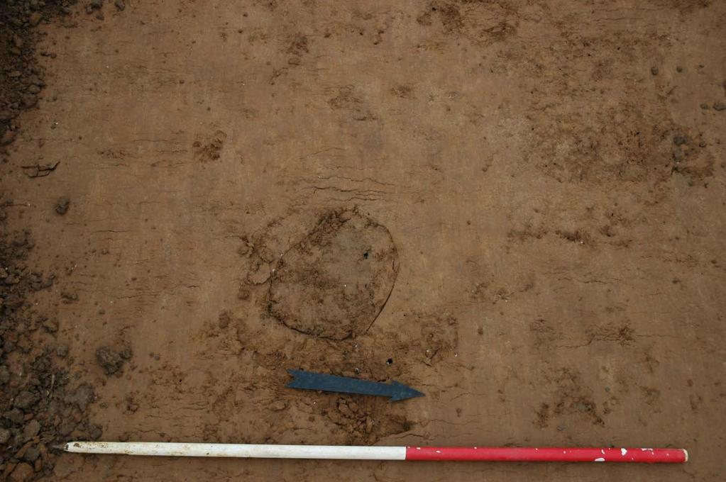 Archeologisch interessante sporen werden niet aangetroffen. Enkel in sleuf 24 werd 21 paalkuilen aangetroffen die alle op één lange rij stonden en het restant waren van een recente (draad)afsluiting.