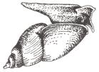 Sommige slakken hebben een soort long (Longslakken), andere soorten hebben kieuwen (Kieuwslakken). Kieuwslakken hebben een sluitplaatje (operculum) dat de mondopening kan afsluiten.