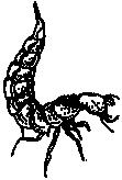 Gegroefde watertor > 1.5 cm Waterkevers hebben een duidelijke kop, halsschild en achterlijf. Over het achterlijf liggen twee harde dekschilden.