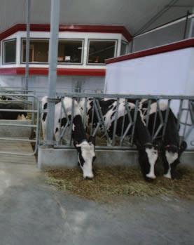 Managementvraagstuk De koeien zijn nooit allemaal weg uit de ligboxen en uit de stal, dus is het moeilijk om schoonmaken en instrooien te automatiseren. Hoe ga jij de boxen instrooien?