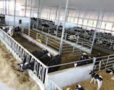 D r o o g s t a n d e n t r a n s i t i e Droogstand en transitie De transitie (overgang) van droogstand naar lactatie is de meest bepalende periode voor de gezondheid en de productie van de koe.