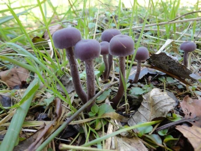 Algemene Excursie naar De Horsten op 29 september 2012 Om 13.00 uur treffen we elkaar en de IVN-gids Kees Pinster bij de ingang van De Horsten aan de Papeweg. Het weer is goed, zelfs een zonnetje.