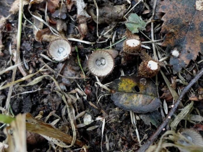 Gestreept nestzwammetje Langsteelfranjehoed Algemene excursie naar De Horsten op 29 september 2012 Spitsschubbige parasolzwam Eikhaas (prunus) Melksteelmycena Botercollybia Mosklokje Bruine