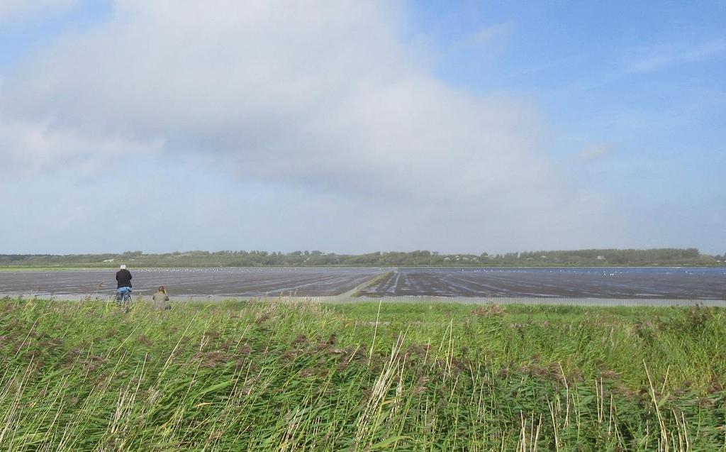 waterpartijen. In de winter is het hier vaak heel nat door regen en kwel uit de naastgelegen duinen.