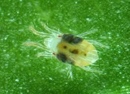 Nuttige insecten Adalia systeem tegen bladluizen Adalia bipunctata is een inheems lieveheersbeestje.