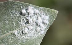 verpakt per 100 voor 10-25 m 2 Chrysop systeem tegen bladluizen Chrysoperla carnea (gaasvlieg larve) ter bestrijding van bladluizen en in mindere mate vele andere soorten plaaginsecten, zoals witte
