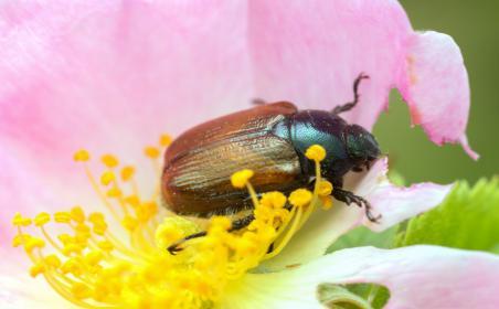 larven van de Rozenkever (Phylloperetha horticola) De larven van de rozenkever eten eerst dood organisch materiaal en schakelen daarna over op haarwortels en zelfs op