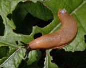 verpakt voor 100 m 2 Aaltjes (nematoden) Steinernema feltiae tegen larven varenrouwmug Het Steinernema-System