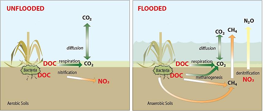 Negatieve afwenteling Verhoging van bodem-os kan direct of indirect leiden tot méér emissie van broeikasgassen.