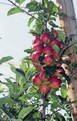 Onregelmatige zetting bij Gala. Gevolg: veel appels op een kluitje. Hongarije en Tsjechië In beide landen was in 2011 sprake van een misoogst. In Tsjechië is de oogstraming voor 2012 92.