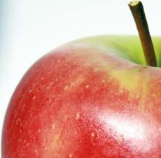 Prognosfruit 2012 Acht kg appels per persoon Gemiddelde appelproductie buiten EU lager dan vorig jaar BUITENLAND De ramingen voor de appelproductie in 2012 zijn niet alleen in de EU lager.